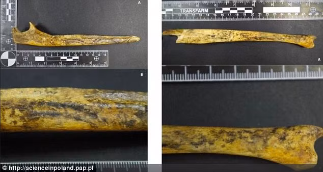 Kết quả nghiên cứu của các chuyên gia cũng chỉ ra người phụ nữ này qua đời khi khoảng 25 - 30 tuổi.