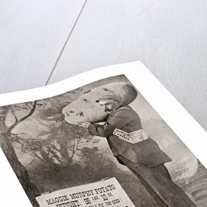 Khi ấy, một số người tin rằng con người lại có thể trồng được loại khoai tây "khủng" như vậy.