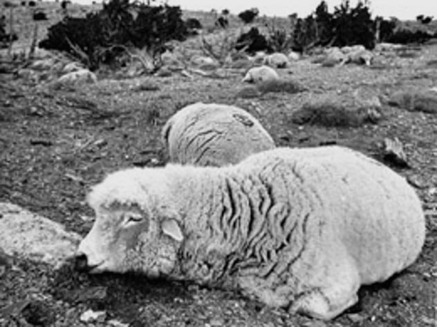 Khi ấy, chất độc thần kinh VX được Mỹ thử nghiệm đã giết chết khoảng 4.000 con cừu ở thung lũng Đầu lâu tại bang Utah.