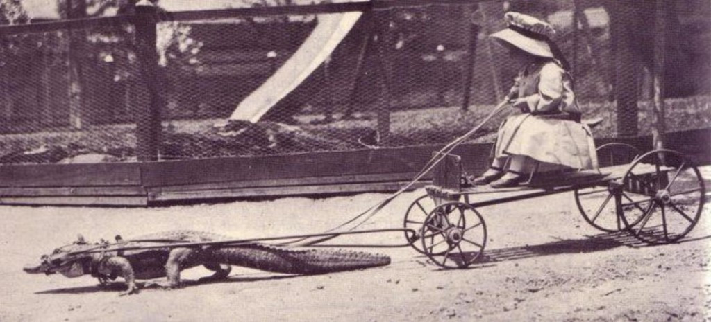 Bé gái thích thú ngồi trên xe do một con cá sấu kéo.