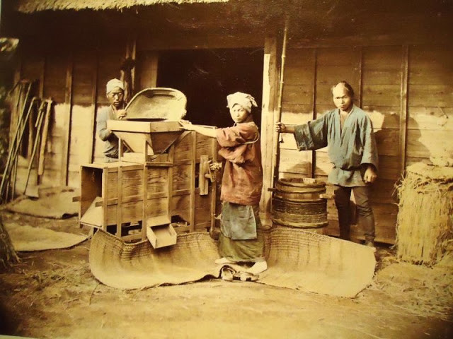 Trong khi đó, những người nông dân làm việc chăm chỉ khi vào mùa thu hoạch.