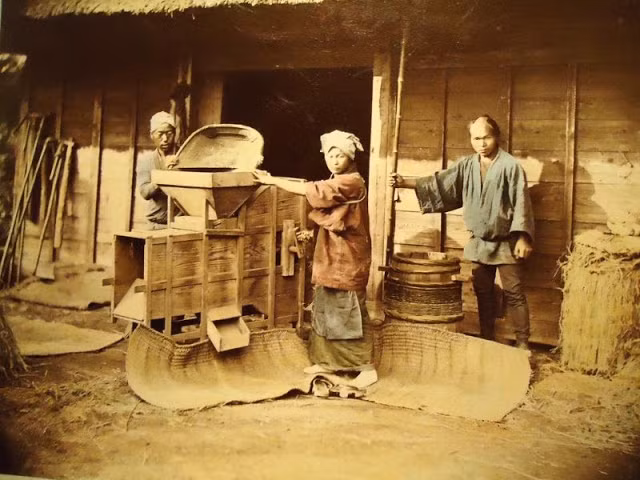 Trong khi đó, những người nông dân làm việc chăm chỉ khi vào mùa thu hoạch.