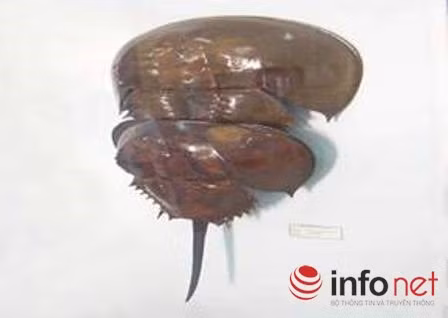 Chet ngay tai ban nhau vi an so bien