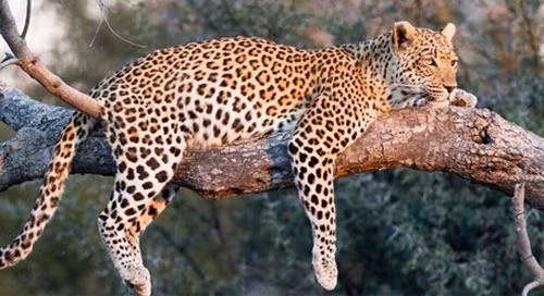 TPHCM: Phat hien 3 con bao quy hiem trong khu du lich