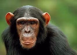  Sự thật gây bất ngờ đó là lượng lông mọc trên cơ thể người trong suốt cuộc đời có thể nhiều bằng lông của những con tinh tinh.