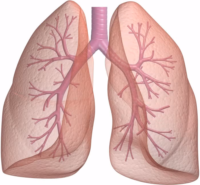 Nếu như dàn phẳng bề mặt phổi của con người thì diện tích của nó sẽ tương đương kích thước một sân tennis.