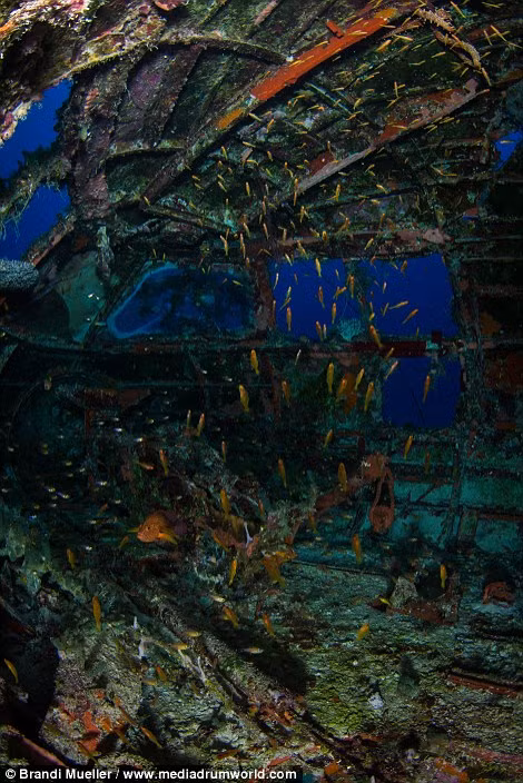 Theo thời gian, những xác máy bay này trở thành "nhà" của nhiều loại sinh vật biển.