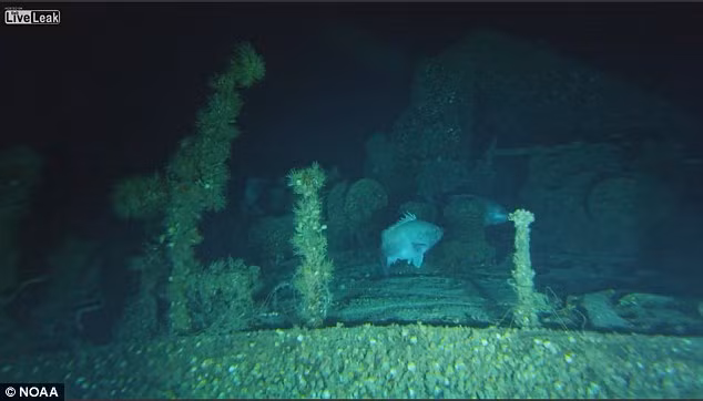 Sau 74 năm chìm dưới đáy đại dương, tàu ngầm U-576 bị hư hại khá nhiều.