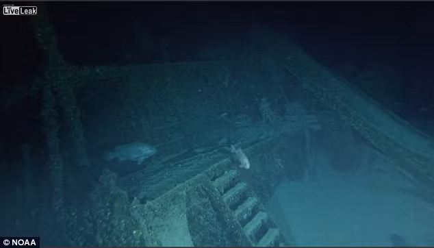 Bên cạnh xác tàu ngầm U-576, các chuyên gia còn tìm thấy xác một số tàu buôn ở vùng biển gần đó.