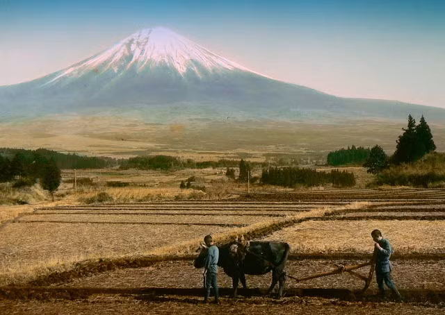 Người nông dân làm việc cần mẫn trên cánh đồng với "con trâu đi trước cái cày theo sau".