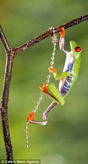 Hoàng tử rất thích thú khi chơi với chiếc dây đặc biệt này.