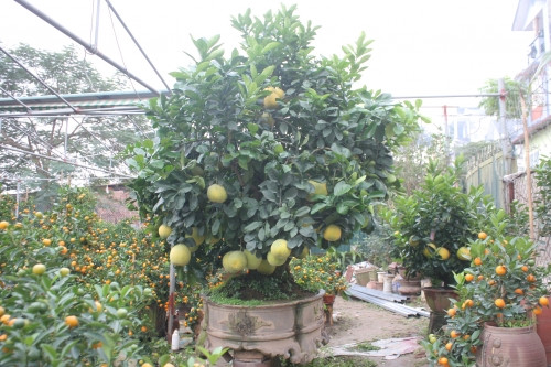 Nghệ nhân Mạnh khẳng định, ông đang sở hữu 1 cây bưởi "độc".