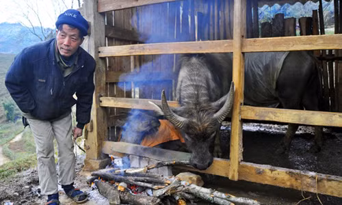 Ông Lý A Lử (xã Lao Chải, Sa Pa) cho biết phải thức cả đêm đốt lửa sưởi cho đàn trâu.