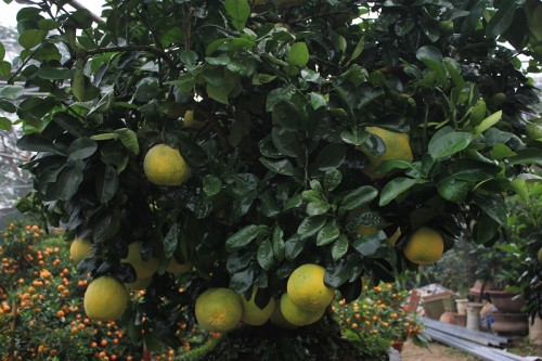 Từ nhiều năm nay, cây bưởi được trồng trong 1 chậu đất nhỏ.