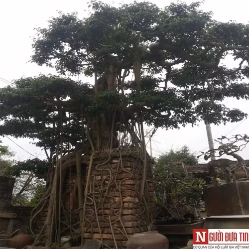 Cây sanh trăm tuổi của anh Trần Ngọc Thuấn được nhiều "đại gia" dạm hỏi. Ảnh H.H.