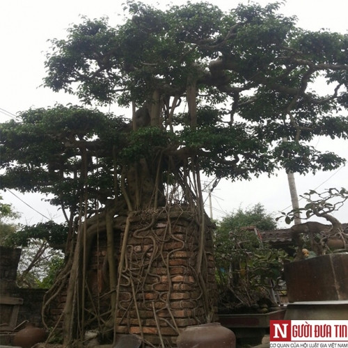 Cây sanh trăm tuổi của anh Trần Ngọc Thuấn được nhiều "đại gia" dạm hỏi. Ảnh H.H.