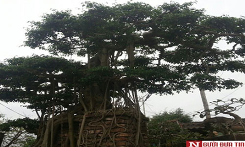 Cận cảnh gốc sanh cổ.