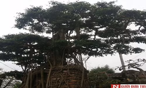 Cận cảnh gốc sanh cổ.