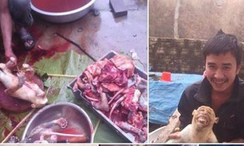 Dieu tra nguoi khoe giet khi tren facebook vi nuoi nhot chim cat