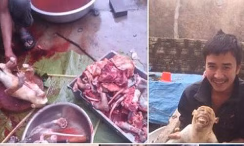 Dieu tra nguoi khoe giet khi tren facebook vi nuoi nhot chim cat