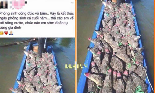 Thiếu nữ đăng ảnh phóng sinh cá sấu bị "ném đá" dữ dội.