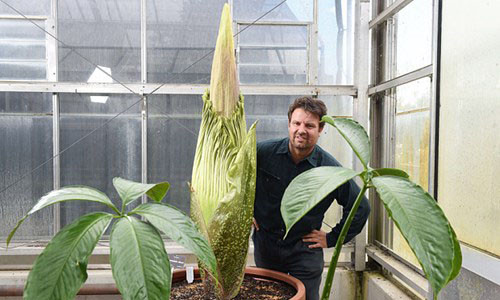 Anh Matt Coulter bên cạnh nụ hoa xác thối.