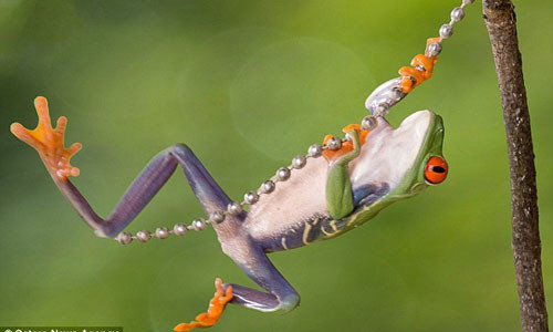 Hoàng tử ếch đu dây không khác gì Tarzan.