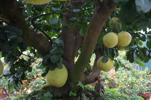 Thế ngũ phúc của cây bưởi được cho thuê với giá 50 triệu đồng.