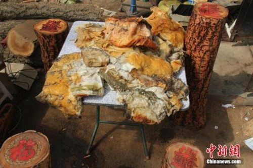 Mới đây, lão nông này đã quyết định mang 30kg nấm linh chi quý xuống chợ bán với giá: 1.540 USD/cân, tương đương khoảng 34,6 triệu đồng.