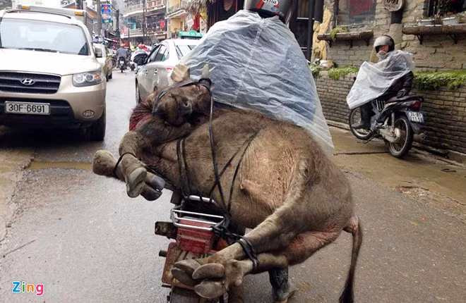 Nhiều người dân chở trâu chết từ bản lên thị trấn Sa Pa bán.