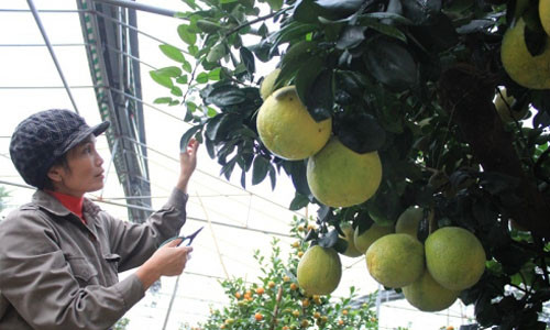 Những chùm 2 - 3 quả của cây bưởi quý.