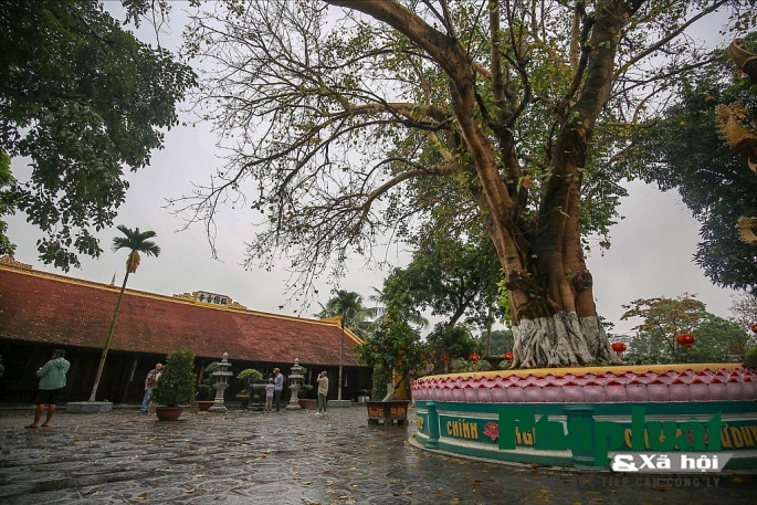 Cây bồ đề được chính tay Tổng thống Ấn Độ tặng trong một chuyến ghé thăm chùa Trấn Quốc vào 24/3/1959.