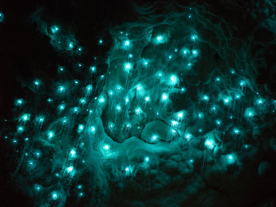 Waitomo Glowworm Caves, New Zealand. (ảnh: Insider).