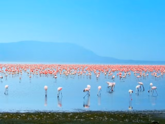 Lake Nakuru, Kenya. (ảnh: Insider).