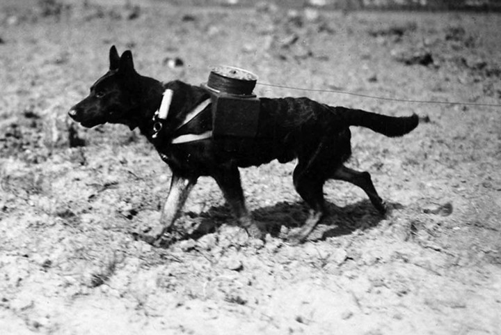 Chó đưa thư giúp kéo dây điện./.