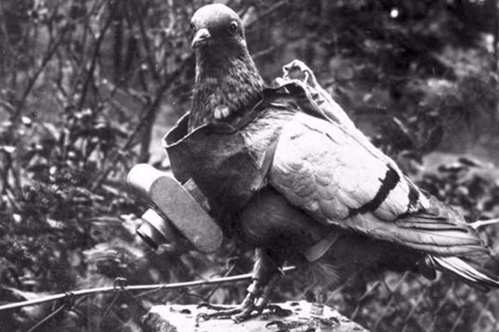 Bồ câu mang theo máy ảnh với cơ chế hẹn giờ để chụp chiến trường.