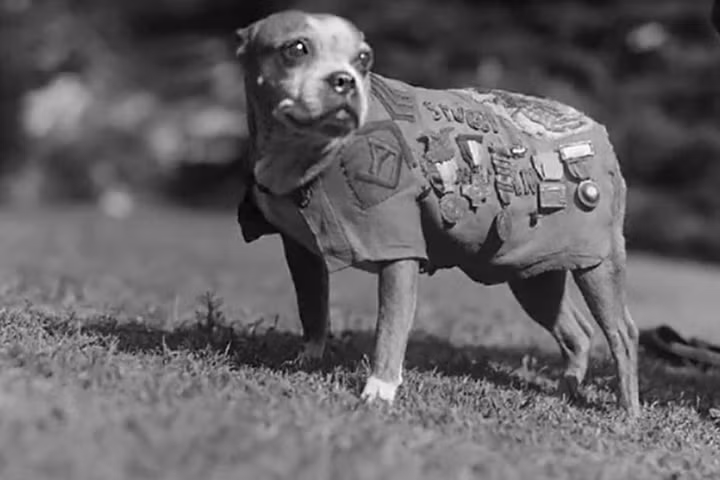 Đây là chú chó duy nhất trong Thế chiến 1 được phong quân hàm trung sĩ trong chiến đấu. Chú chó Stubby này thuộc quân đội Mỹ. Nó có công cảnh báo khí độc và tìm các binh sĩ bị thương.