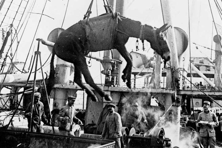 Trong Thế chiến 1, Anh và Pháp nhập hàng trăm ngàn chú la và ngựa phục vụ chiến tranh. Trong ảnh, 1 chú la được nhấc khỏi tàu thủy ở Ai Cập vào năm 1915.