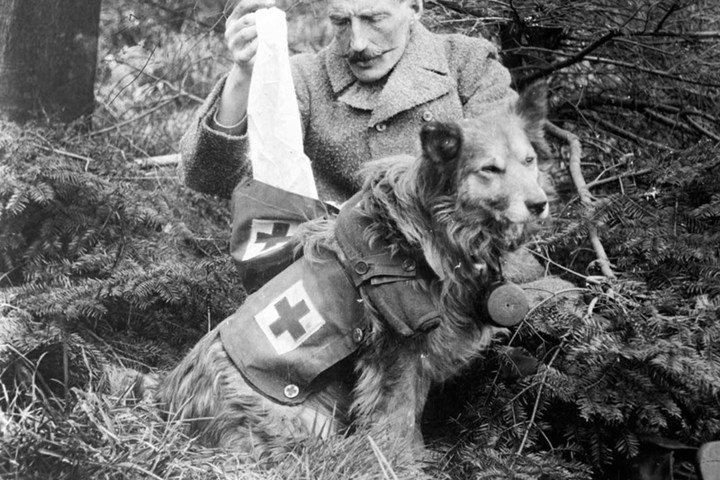 Chó cứu thương Anh mang theo băng cứu thương. Ảnh chụp khoảng năm 1915.