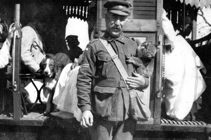 Gấu Koala cũng có mặt tại chiến trường, ở Cairo năm 1915.