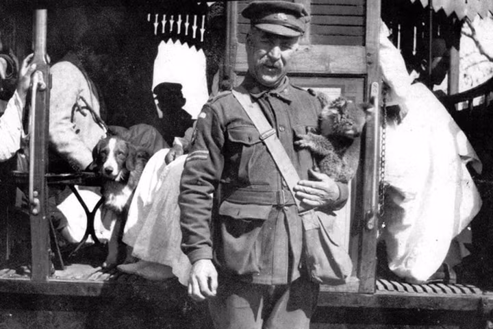 Gấu Koala cũng có mặt tại chiến trường, ở Cairo năm 1915.