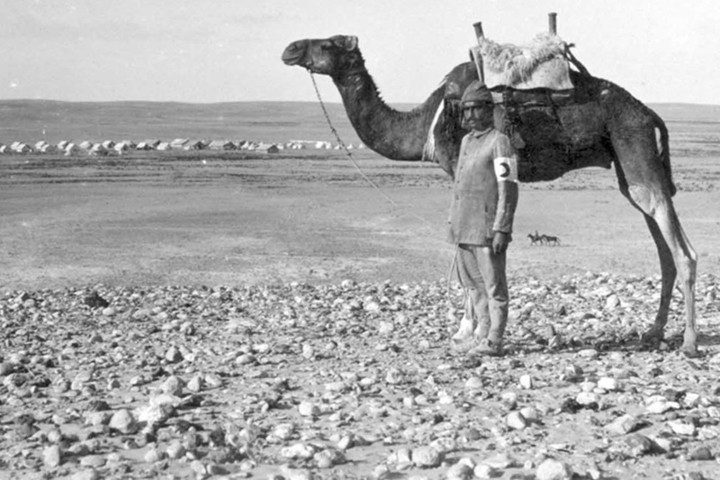 Lạc đà có mặt tại bệnh viện Trăng lưỡi liềm Đỏ ở Hafir Aujah, 1916.