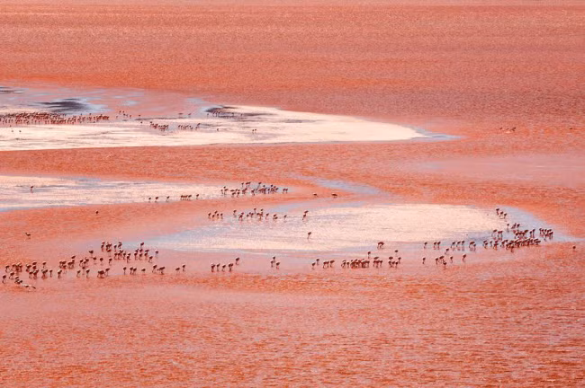  Hồ Laguna Colorada, Bolivia: Hồ muối dưới chân dãi núi Andes có nước màu đỏ như máu do nồng độ kiềm cao và tảo phát triển mạnh. Nơi đây được coi là thiên đường dành cho loài chim hồng hạc. Chúng thường tập trung đông nhất tại hồ từ tháng 12 đến tháng 4.
