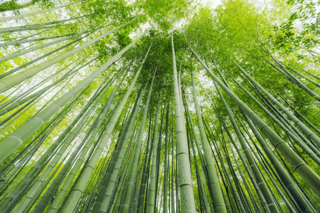  Rừng tre Arashiyama, Nhật Bản: Khu rừng ở ngoại ô thành phố Kyoto có không gian yên tĩnh khác biệt hoàn toàn với sự ồn ào tại các thành phố đông đúc ở Nhật Bản. Du khách nên tới đây từ sáng sớm để tận hưởng không gian yên tĩnh đích thực.