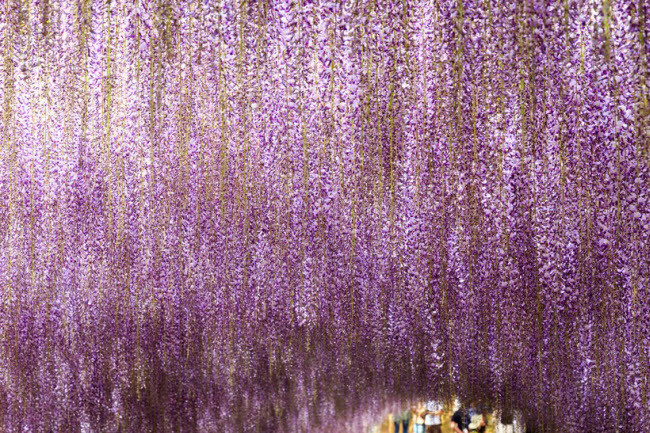  Vườn Kawachi Fuji, Nhật Bản: Nằm cách thành phố Tokyo khoảng 6 giờ di chuyển bằng ô tô, khu vườn Kawachi Fuji nổi tiếng với những cây hoa tử đằng nở rộ vào mùa xuân, với sắc tím đặc trưng.