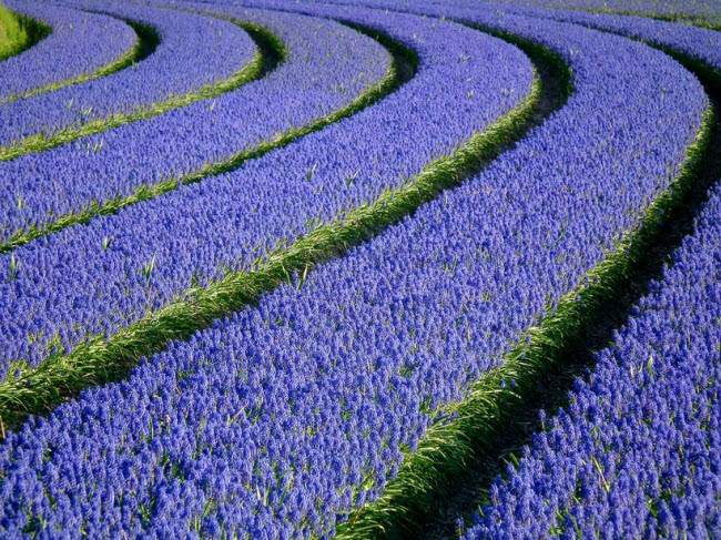  Cánh đồng hoa huệ xạ, Hà Lan: Khi nghĩ về Hà Lan, mọi người thường nhớ ngay tới những cánh đồng hoa tulip nhiều sắc màu. Nhưng quốc gia này cũng nổi tiếng với những cánh đồng hoa huệ xạ có màu tím đặc trưng. Để chiêm ngưỡng loài hoa này, du khách có thể đến công viên Keukenhof ở Lisse từ cuối tháng 3 đến tháng 5 hằng năm.