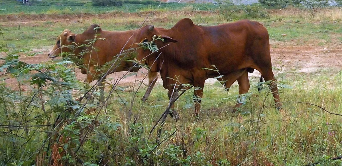 Đáng chú ý, mọi dấu vết tại hiện trường đã bị những cơn mưa xóa hết. Quá trình điều tra ban đầu xác định bà Thanh làm nghề chăn bò. Thời điểm xảy ra vụ án, nạn nhân mất một ít tài sản trong đó có tiền, vàng. Vụ án xảy ra vào ban ngày, nạn nhân là nữ, bị vết cắt từ phía sau. Sau khi gây án đối tượng dùng xăng đốt xác nạn nhân nhằm phi tang, xóa dấu vết. (Ảnh minh họa, nguồn internet) 