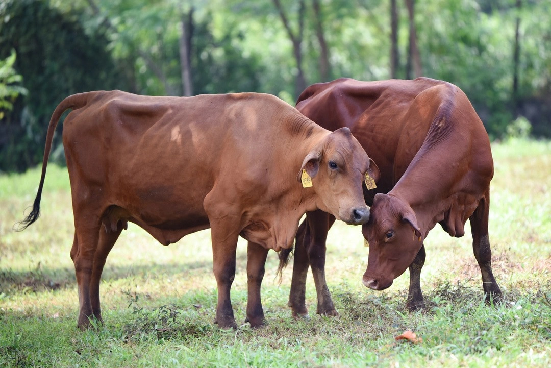 Từ thông tin của nhân dân cho thấy, nạn nhân Thanh có máu đỏ đen, mỗi sáng sau khi dắt bò đến nơi chăn thả, nạn nhân thường tham gia đánh bài ăn tiền, chiều tối thì đánh lô đề. Trước khi vụ án xảy ra, nạn nhân có khoe vừa bán cặp bò và trúng lô đề nên có một khoản tiền lớn. Thường ngày nạn nhân để nhiều tiền trong người, sử dụng điện thoại, có đeo đôi bông tai vàng nhưng tại hiện trường vụ án không tìm thấy các vật dụng trên. (Ảnh minh họa, nguồn internet) 