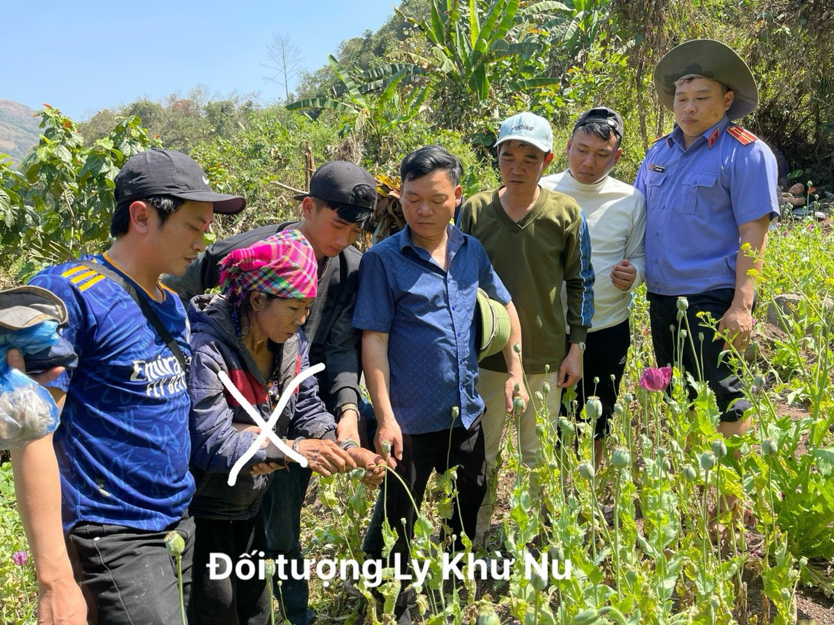 Lai Châu: Bắt nữ quái trồng hơn 3000 cây thuốc phiện nơi rừng sâu Lai Chau: Bat nu quai trong hon 3000 cay thuoc phien noi rung sau