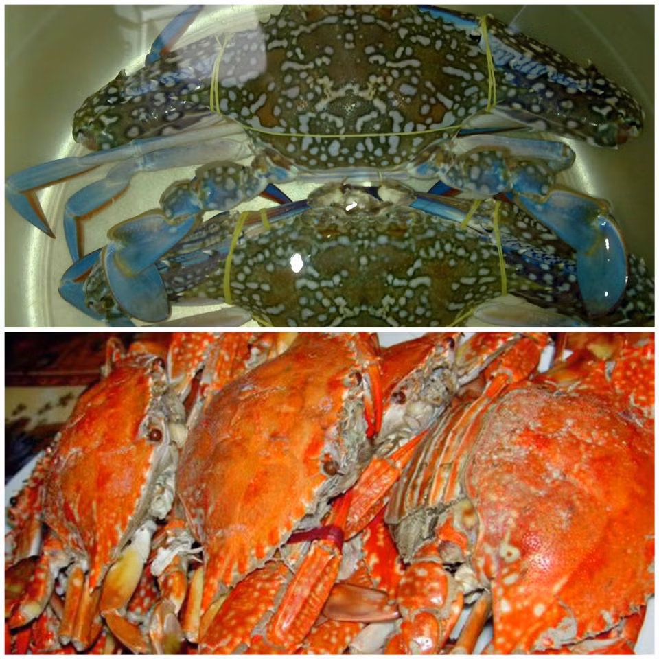 "Cả nhà cho em hỏi ngu tí, em mua ghẹ màu xanh tươi mà sao lúc luộc lên nó lại có màu đỏ vậy ạ? Đến giờ em mới chỉ ăn mỗi ruột còn vỏ vẫn để đó, hoang mang quá ạ".